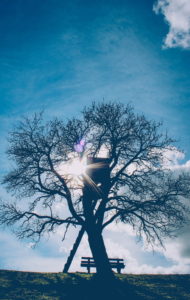 Tree, backlight Tree, backlight